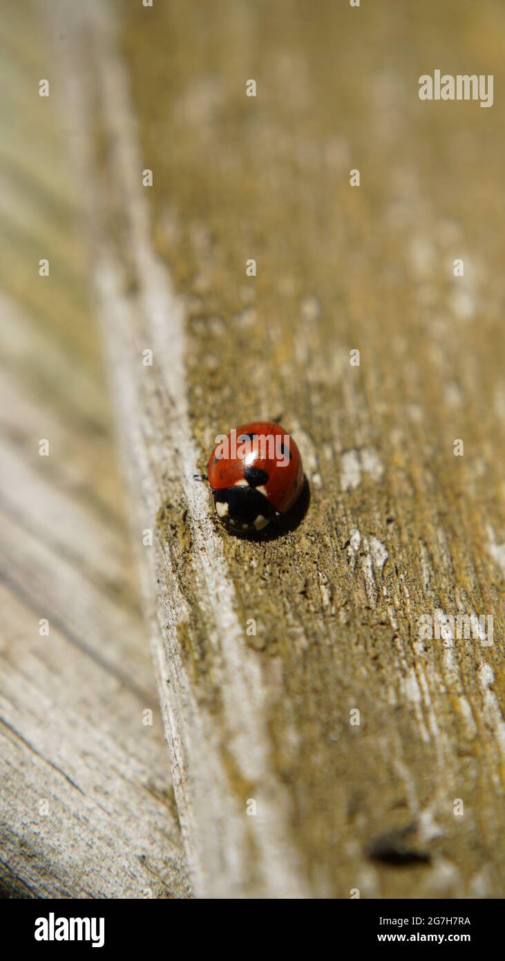 Bonn Germania Febbraio 2021 primo piano di un ladybird rosso con puntini neri su una recinzione di legno beige sotto la luce naturale del sole Foto Stock
