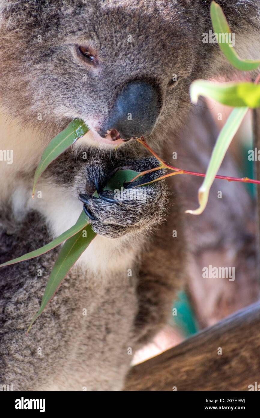 Closeup di un koala che mungono su foglie di eucalipto Foto Stock