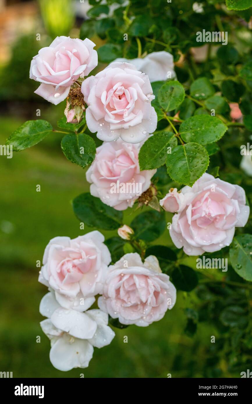 'New Dawn' Climbing Rose, Klätterros (Rosa) Foto Stock