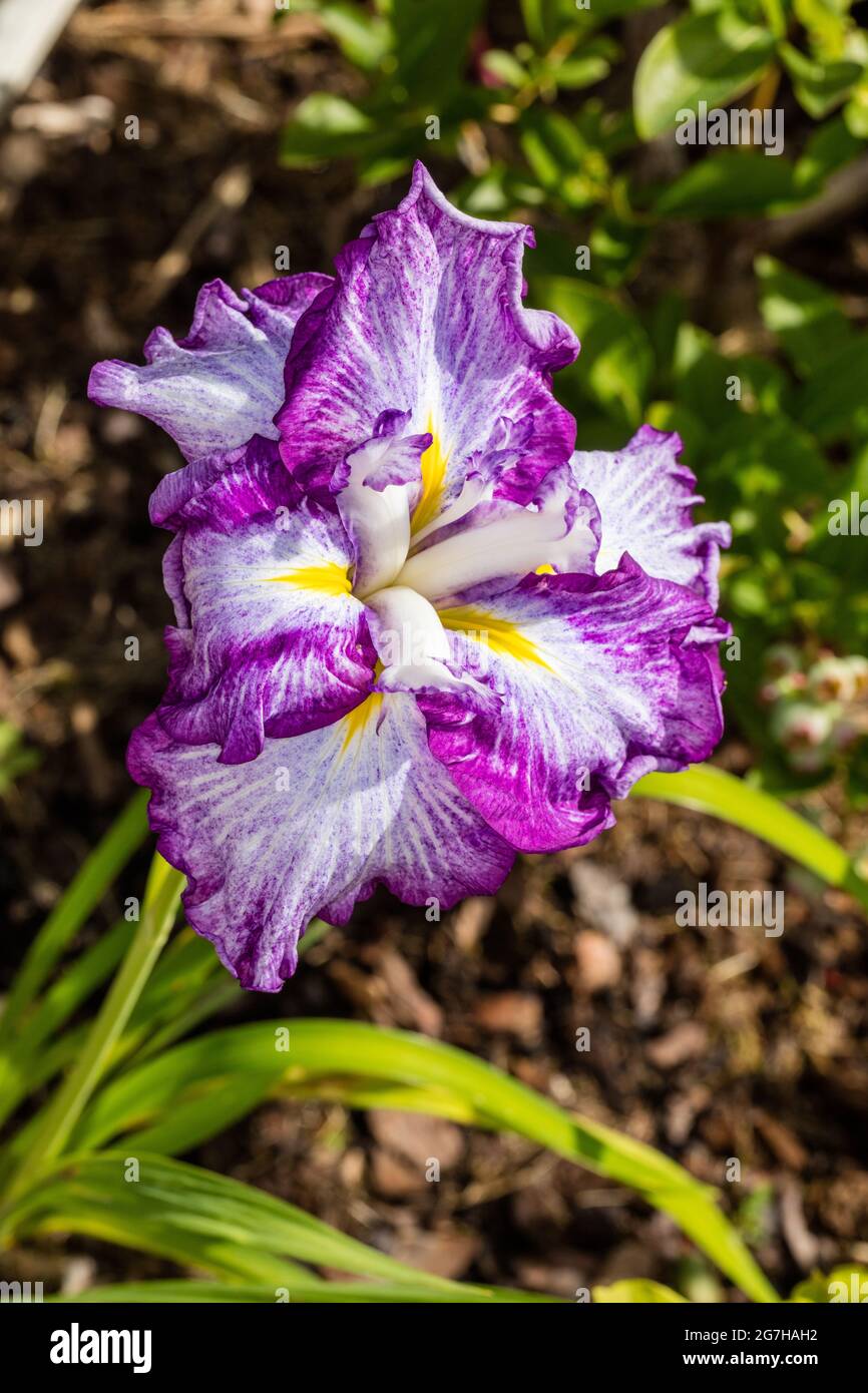 Iris giapponese 'Dinner Plate Tiramisu', Iris Iris ensata (Iris ensata) Foto Stock