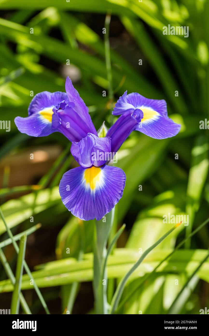 "ix" iris olandese, Holländsk iris (Iris x hollandica) Foto Stock