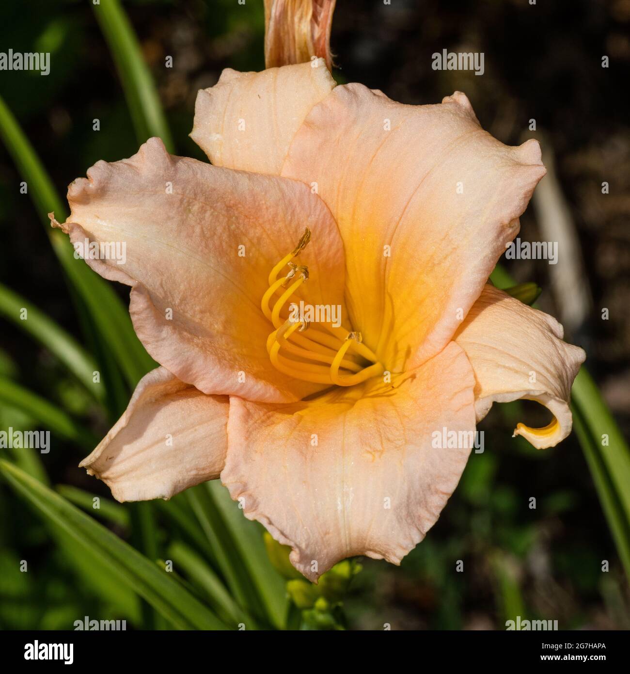 'Mini Pearl' Daylily, Daglilja (Hemerocallis) Foto Stock