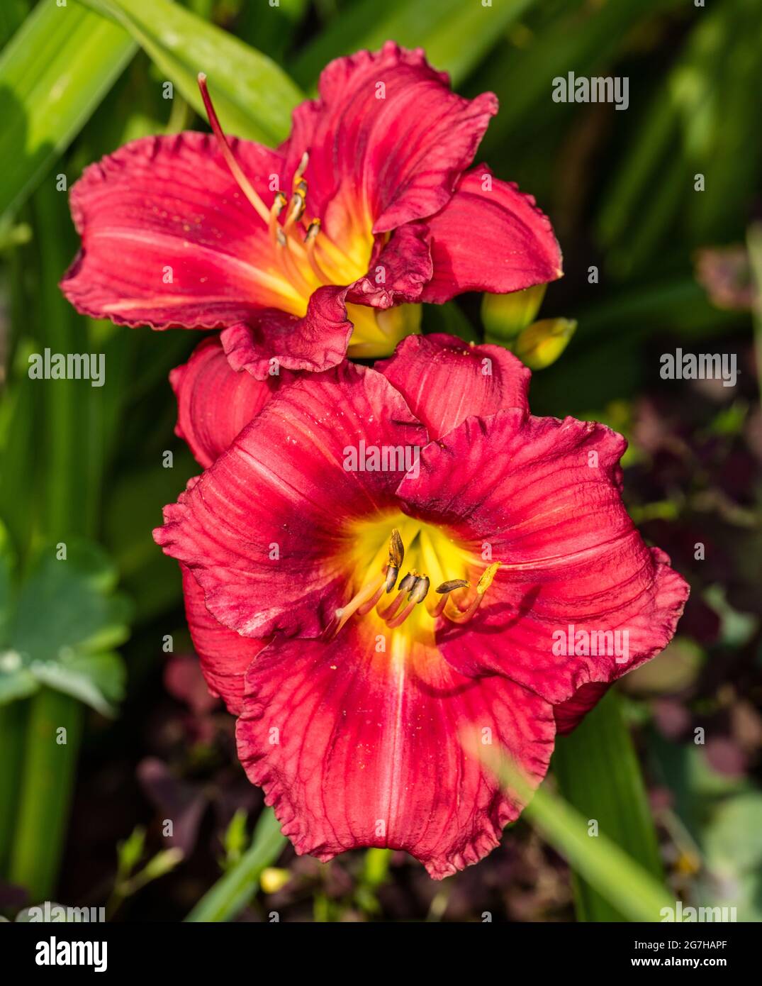 'Siloam Justine Lee" Daylily, Daglilja (Hemerocallis) Foto Stock