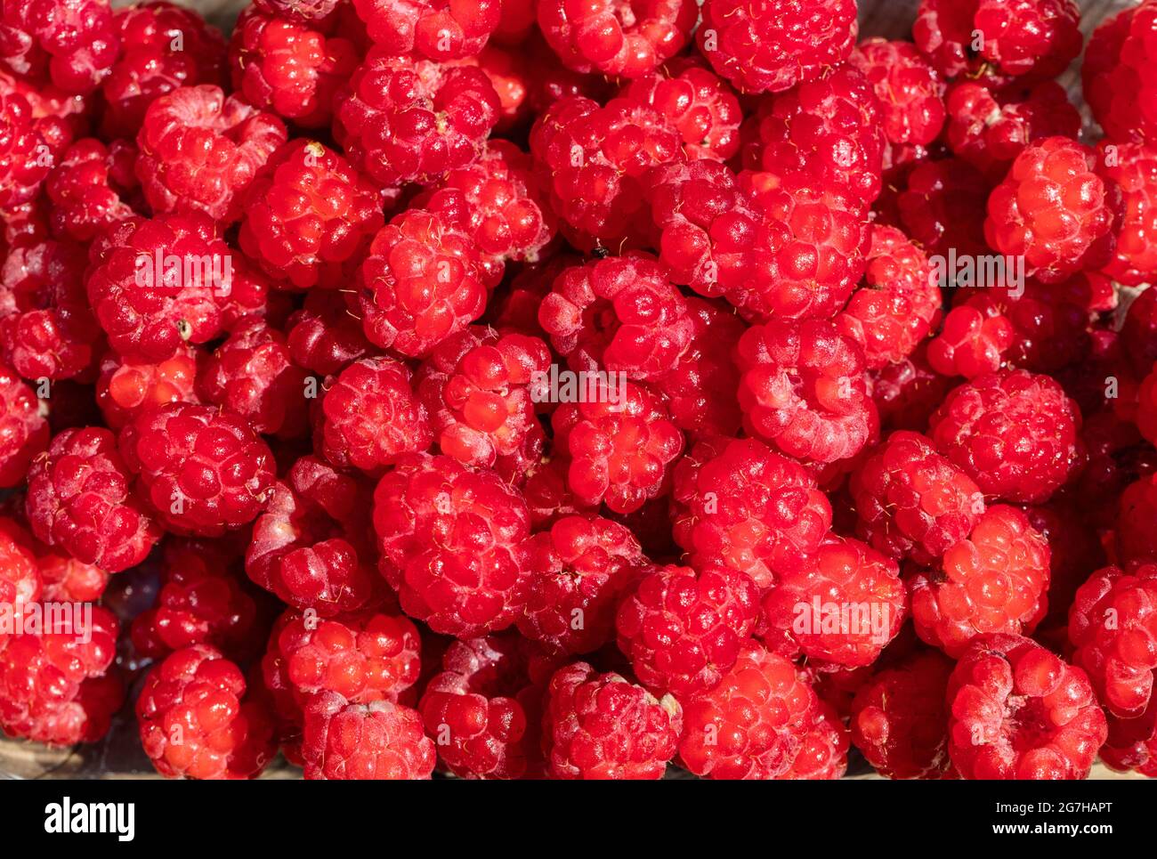 Lampone, Hallon (Rubus idaeus) Foto Stock