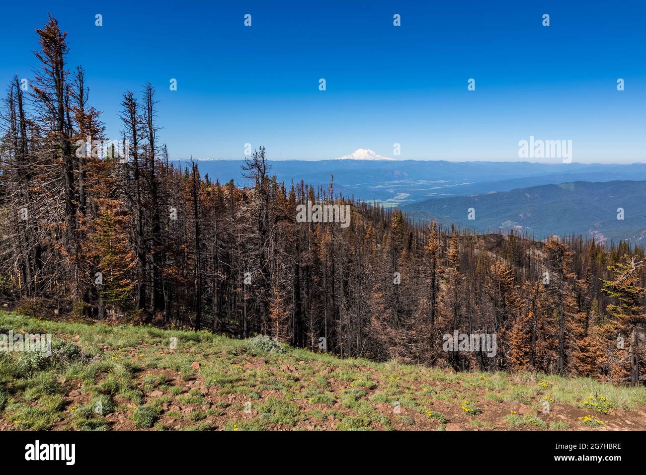Mount Rainier ha visto gli alberi uccisi dal 2012 Table Mountain Fire, Okanogan-Wenatchee National Forest, Washington state, USA Foto Stock