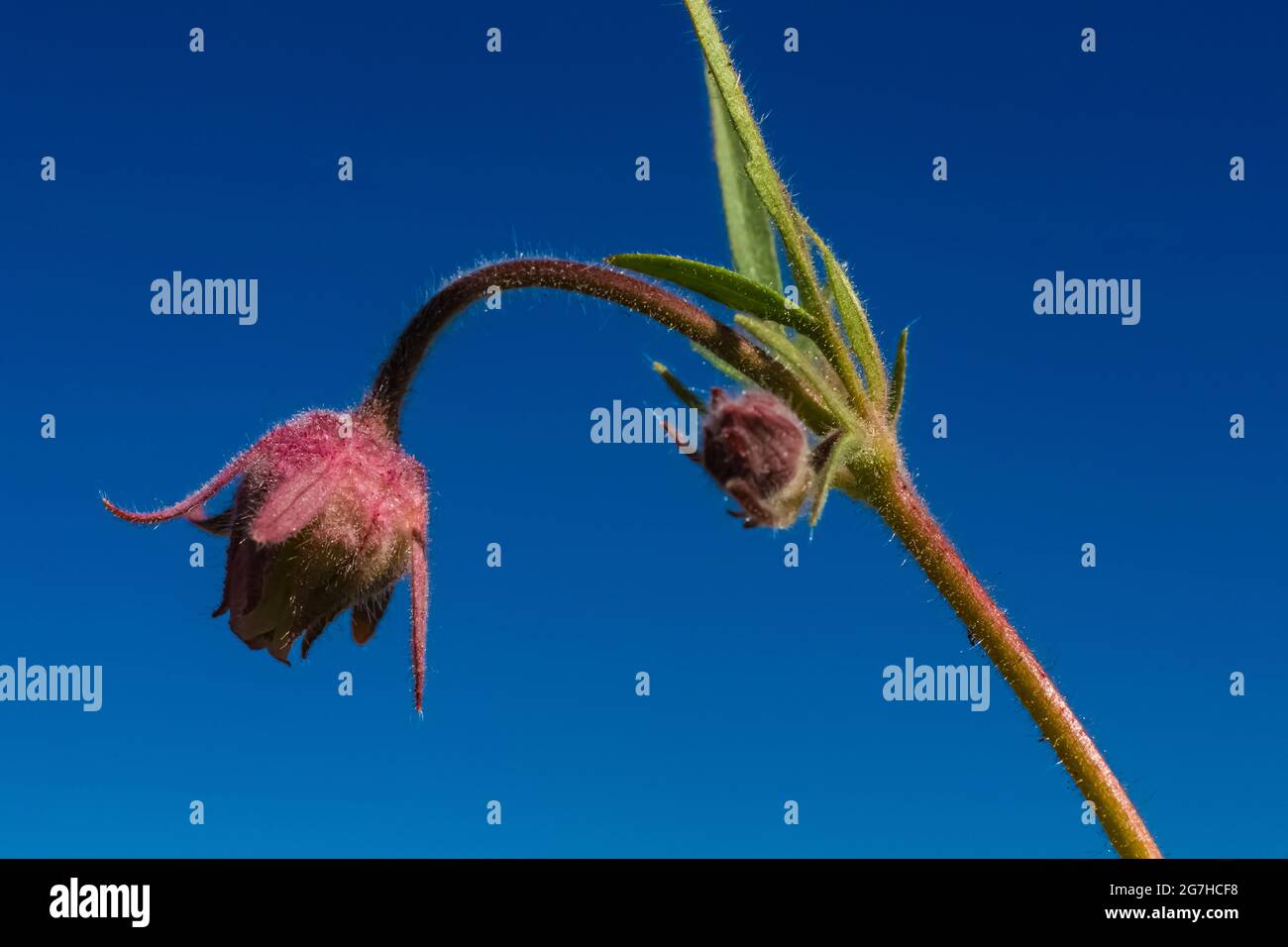 Prairie Smoke, Geum triflorum, fioritura a Table Mountain, Okanogan-Wenatchee National Forest, Washington state, USA Foto Stock