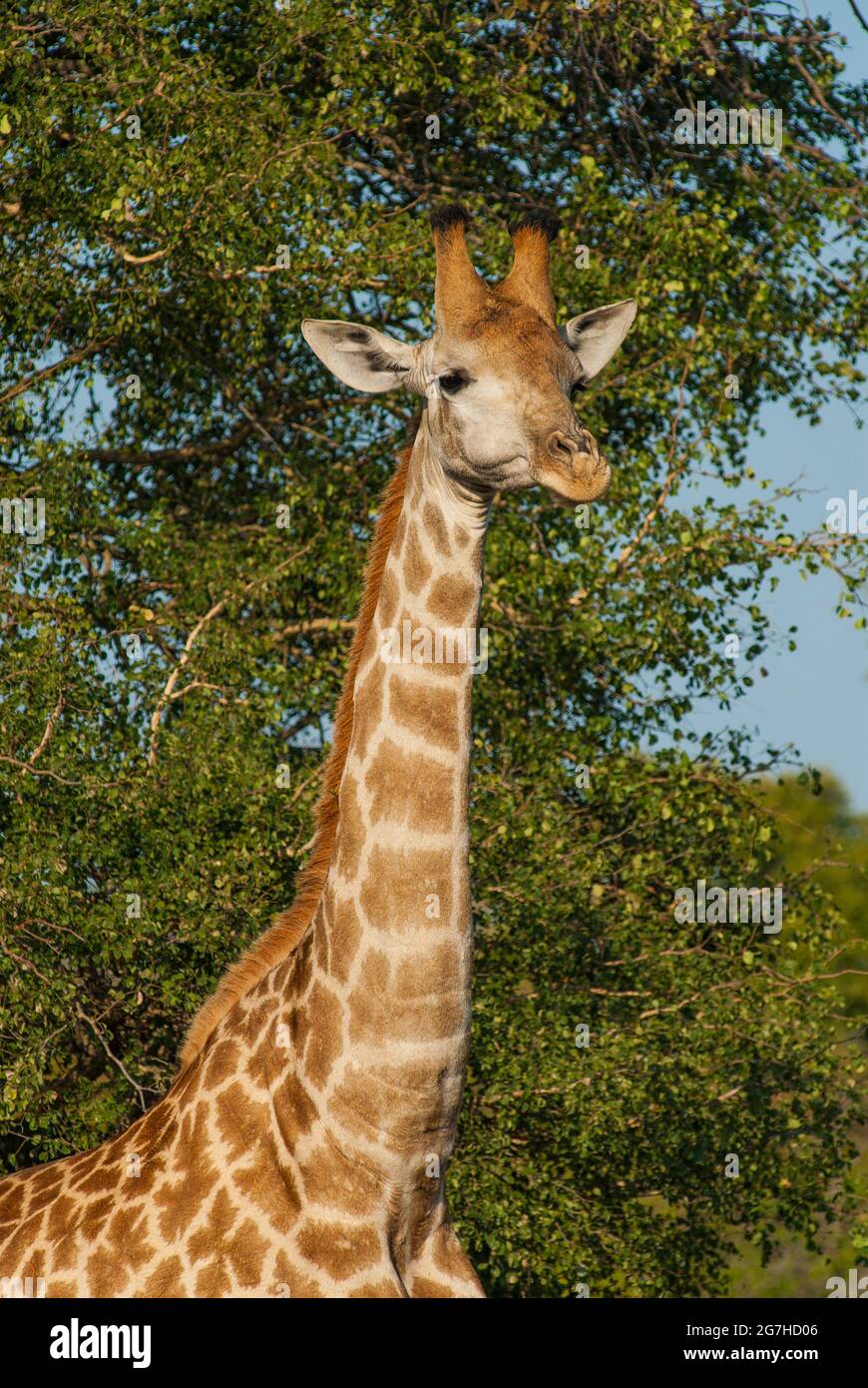 Jiraffa, Giraffa camelopardalis, in ambiente Savannah Africano, Parco Nazionale Kruger, Sudafrica. Foto Stock