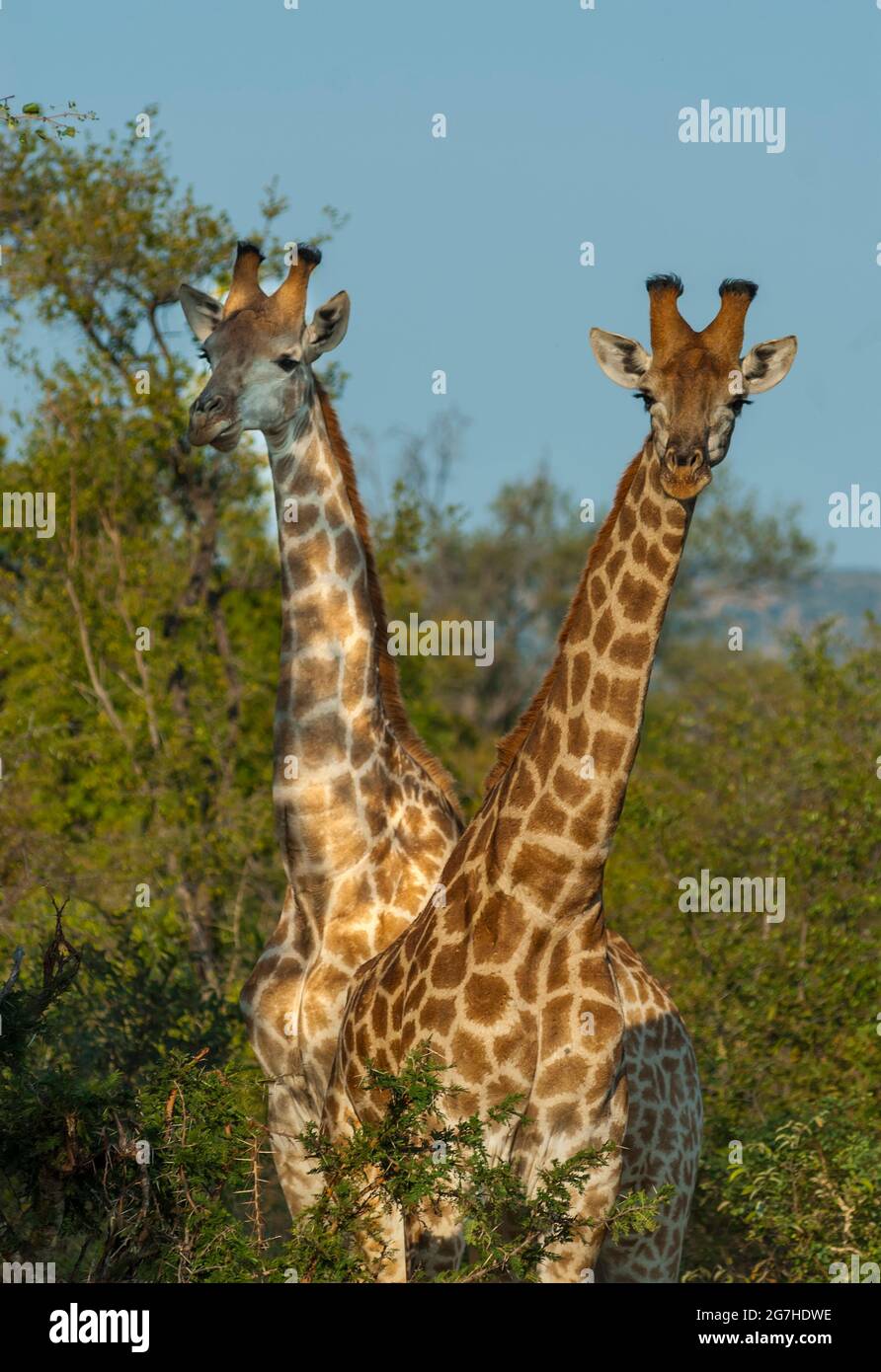 Jiraffa, Giraffa camelopardalis, in ambiente Savannah Africano, Parco Nazionale Kruger, Sudafrica. Foto Stock