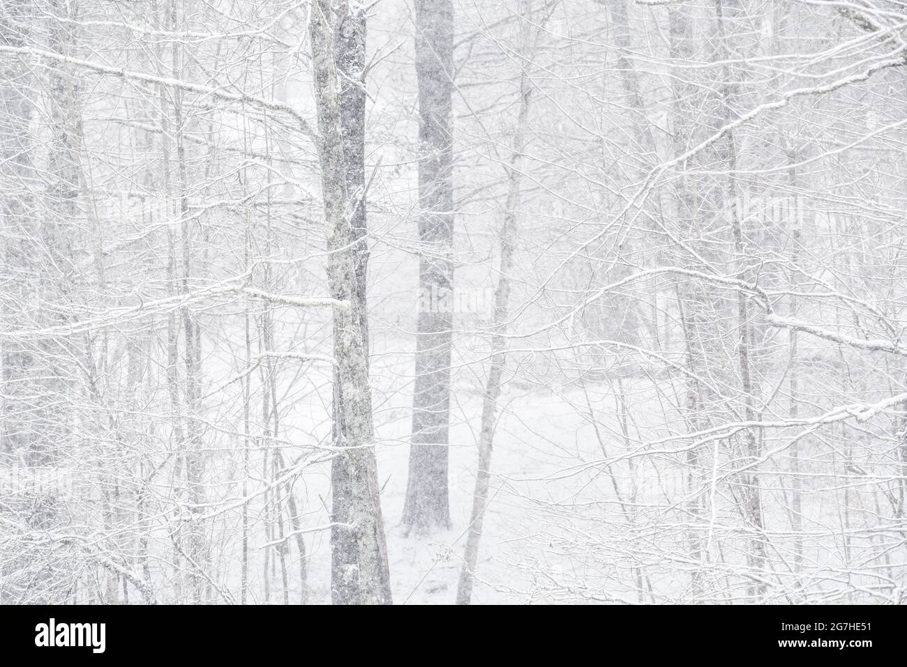 La neve si filtra in una scena invernale boscosa in Vermont, Stati Uniti. Foto Stock