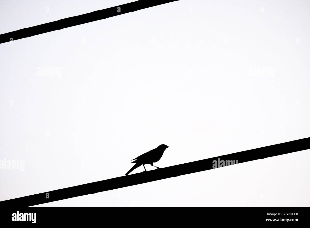 Uccello nero alato rosso silhoueted su un cavo di utilità, Connecticut, Stati Uniti. Foto Stock