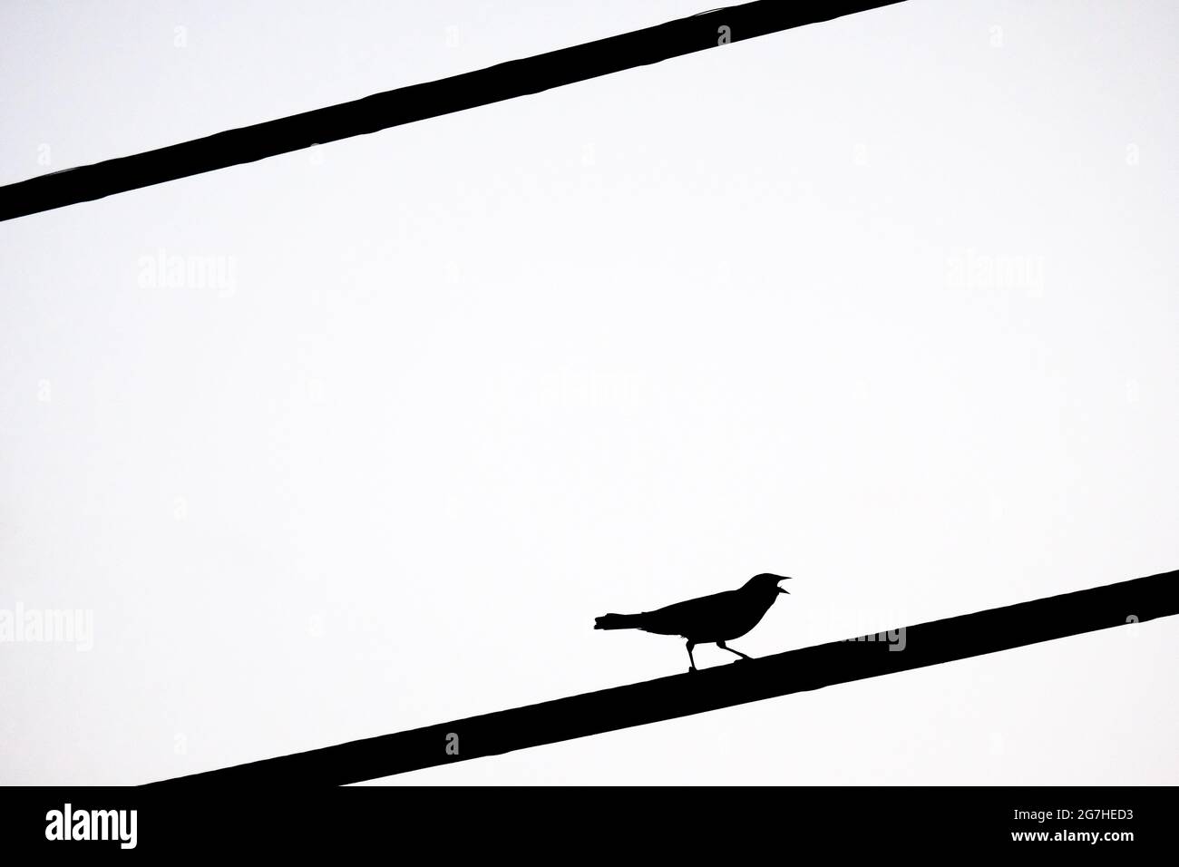 Uccello nero alato rosso silhoueted su un cavo di utilità, Connecticut, Stati Uniti. Foto Stock