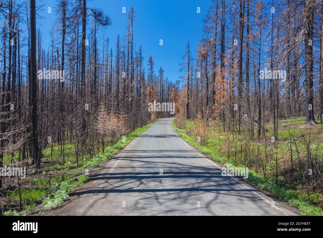 Strada attraverso la foresta bruciata nel 2012 Table Mountain Fire, Table Mountain, Okanogan-Wenatchee National Forest, Washington state, Stati Uniti Foto Stock