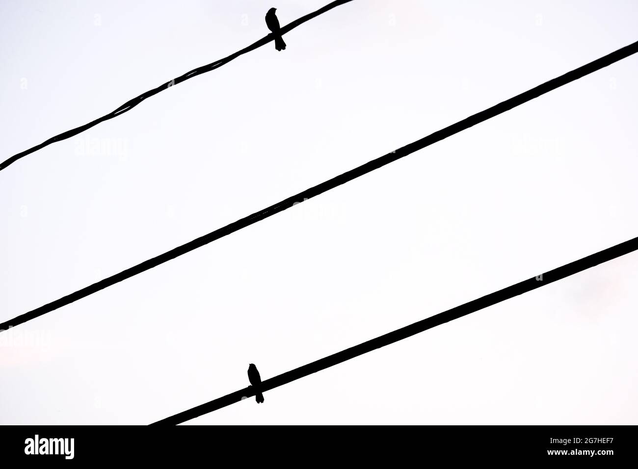 Uccello nero alato rosso silhoueted su un cavo di utilità, Connecticut, Stati Uniti. Foto Stock