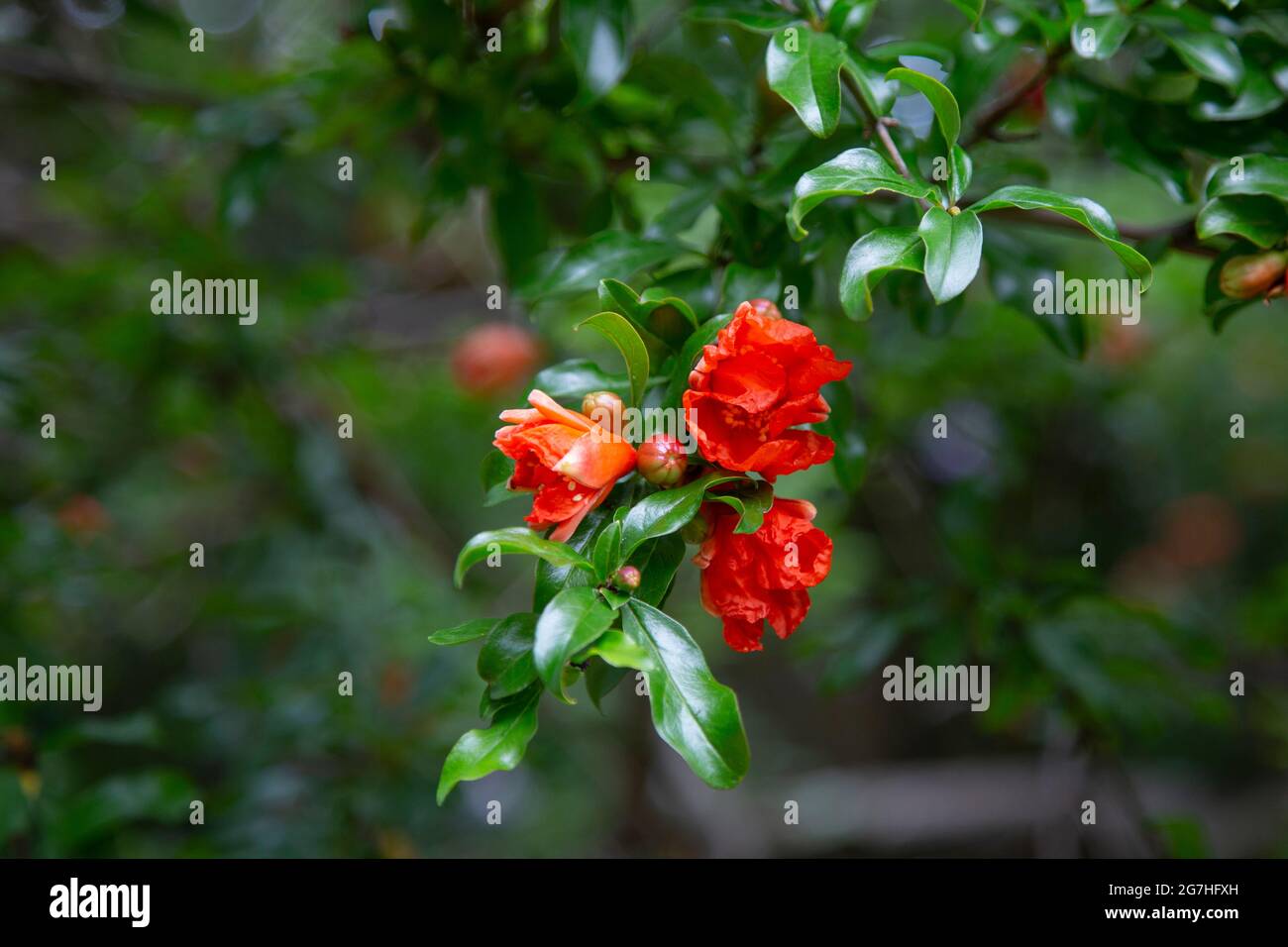 I fiori di melograno precedono la frutta rossa luminosa utilizzata in molte cucine di tutto il mondo. L'albero (Punica granatum) è originario della Persia (Iran). Il Foto Stock