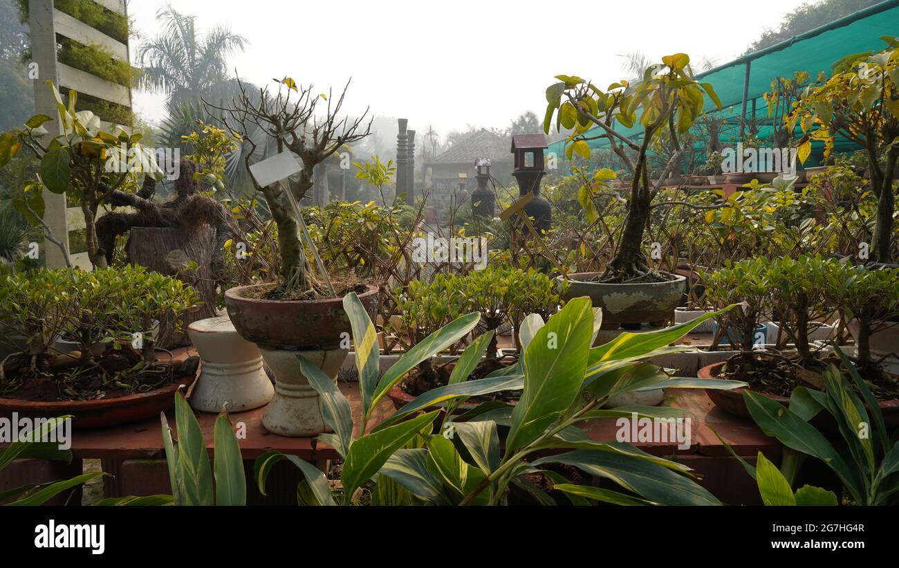 Bonsai Landscape Images, Stock Photos & Vectors Foto Stock
