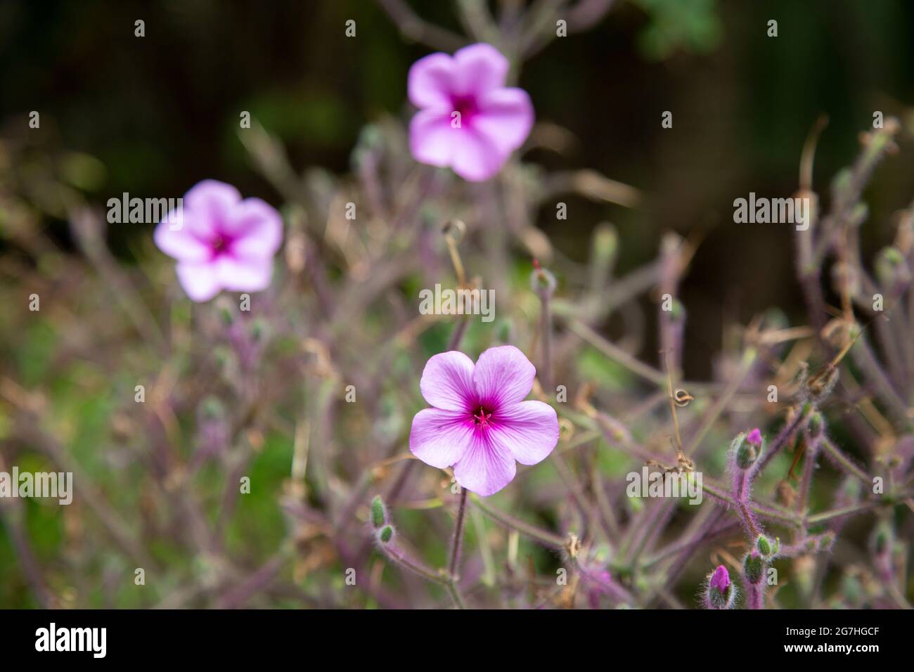 La più grande specie di geranio, Geranium maderense anche chiamata gigantesca cranesbill, è un geranio rosa-porpora originario di Madeira il Chelsea PHY Foto Stock