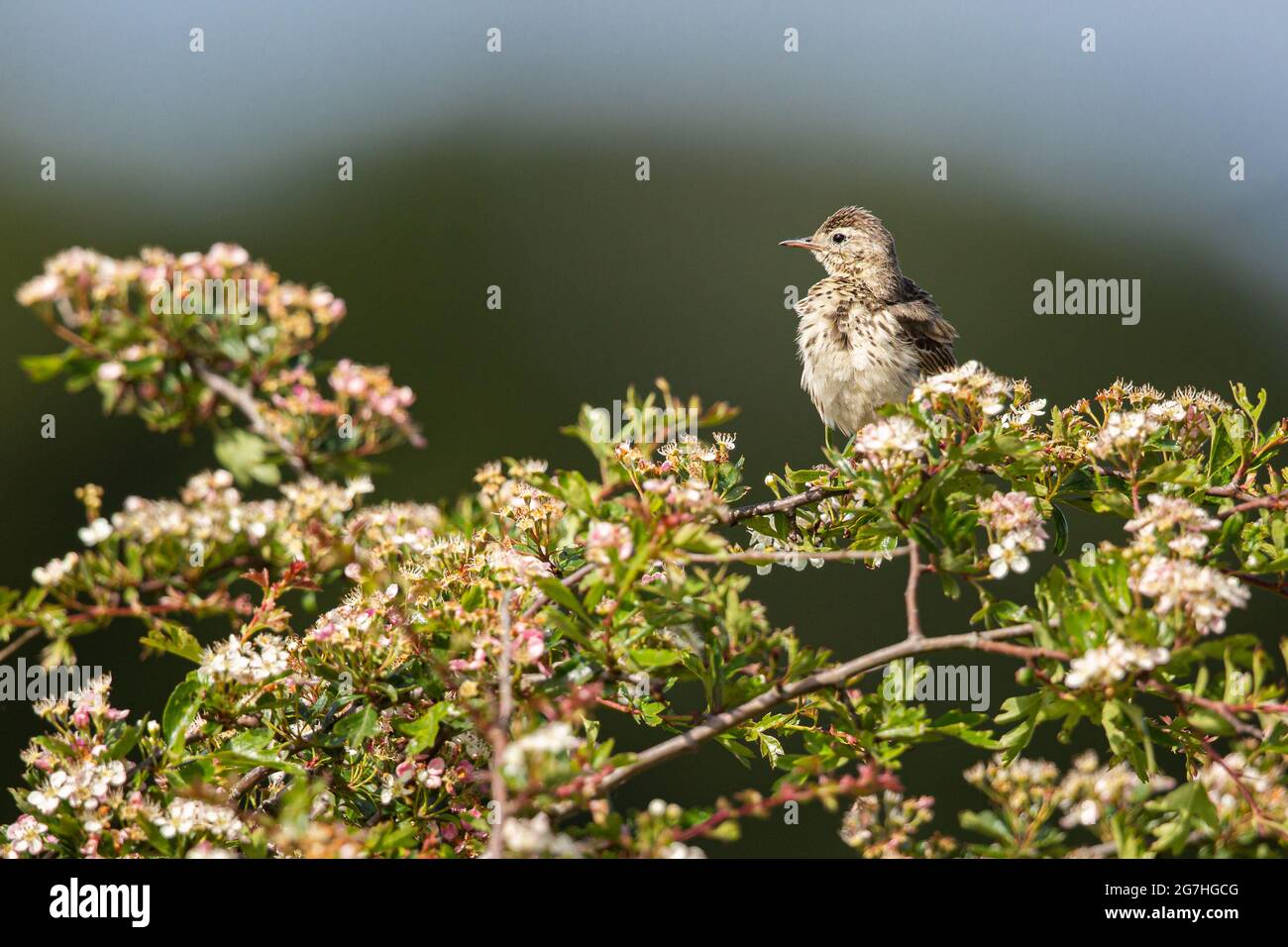 Skylark appollaiato in un albero di Hawthorn. Foto Stock