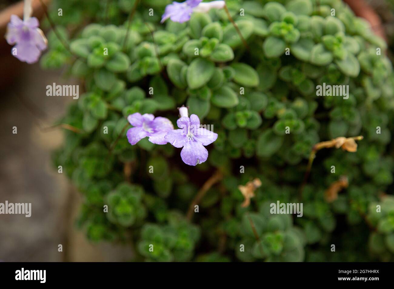Streptococarpus saxorum, noto anche come falsa viola africana al Chelsea Physics Garden, Londra, Regno Unito. Il Chelsea Physical Garden è uno dei più antichi b Foto Stock