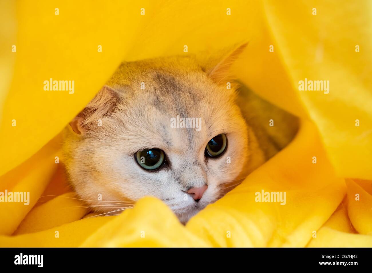 Gatto nello stress e nella depressione, era spaventato e nascosto in una plaid gialla. Concetto psicologico. Animali che si preparano per l'inverno freddo. Foto Stock