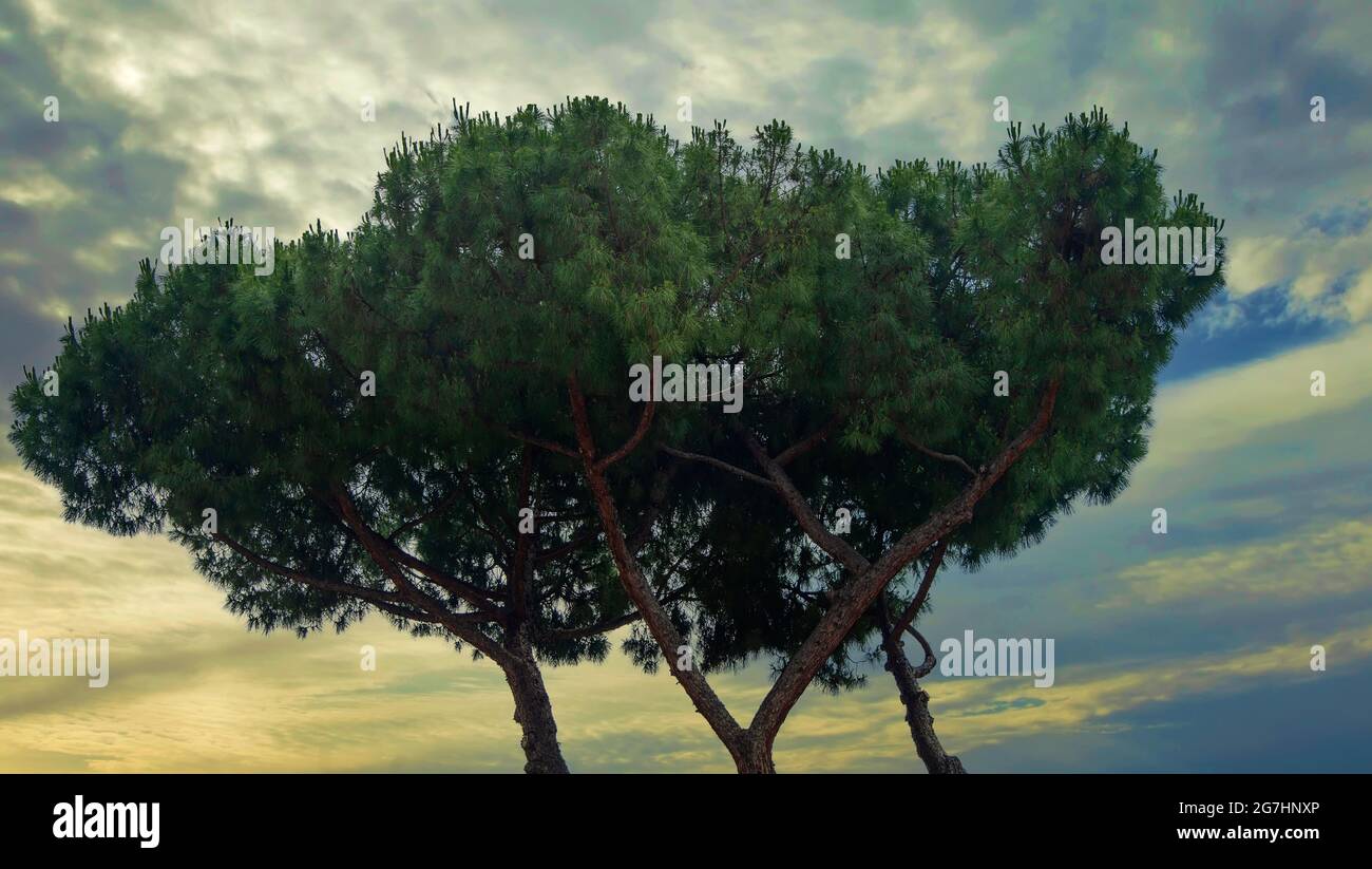 Un cielo serale dai colori dorati si trova dietro un albero di pietra di pino a Roma, in Italia Foto Stock