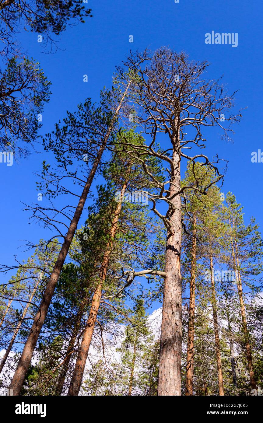 Alberi di pino scozzese in una foresta primordiale nel Parco Nazionale di Muddus, Svezia Foto Stock