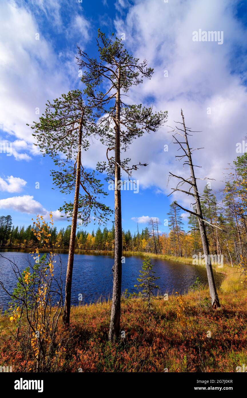 Alberi di pino scozzesi in una foresta primordiale con il lago Boargaljavrre nel Parco Nazionale di Muddus, Svezia Foto Stock