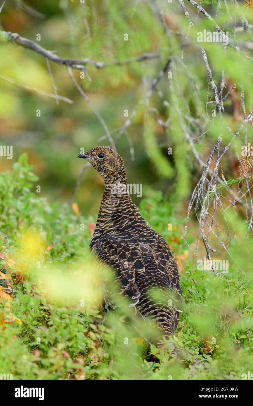 Femmina Nero Grouse in un ambiente autunnale con foglie gialle Foto Stock