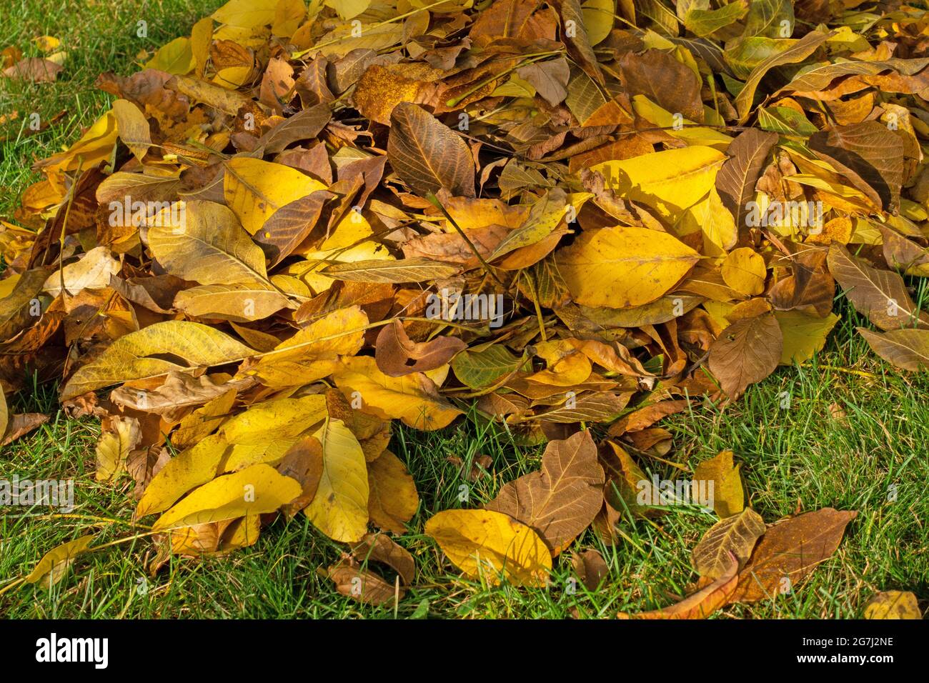 Caduta di foglie, foglie di noce in autunno al sole della sera Foto Stock