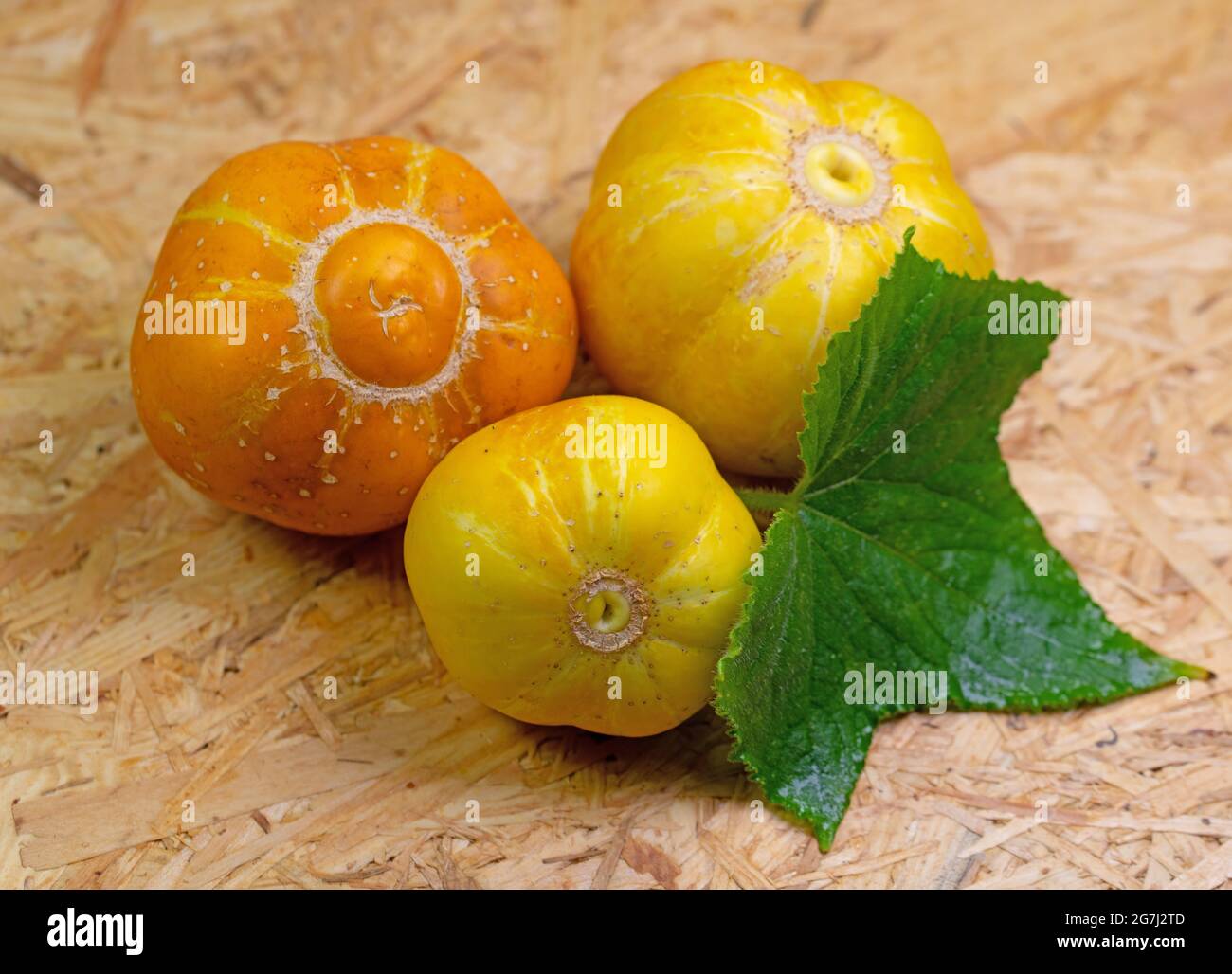 Cetrioli di limone maturi, Cucumis sativus Foto Stock