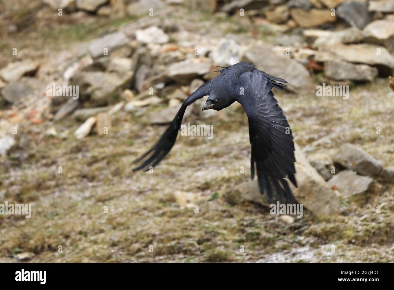 Comune Raven - Corvus corax noto anche come corvo occidentale o corvo settentrionale, è un grande uccello passerino tutto nero, molto intelligente, che vola in pietra Foto Stock