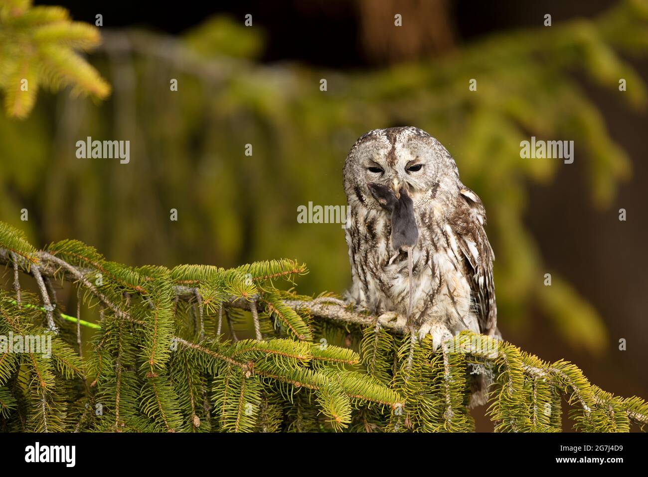 Gufo brulicante nella foresta con il mouse nel becco. Gufo bruno (Strix aluco) seduto su albero nell'habitat della foresta con cattura. Bellissimo uccello nella foresta Foto Stock