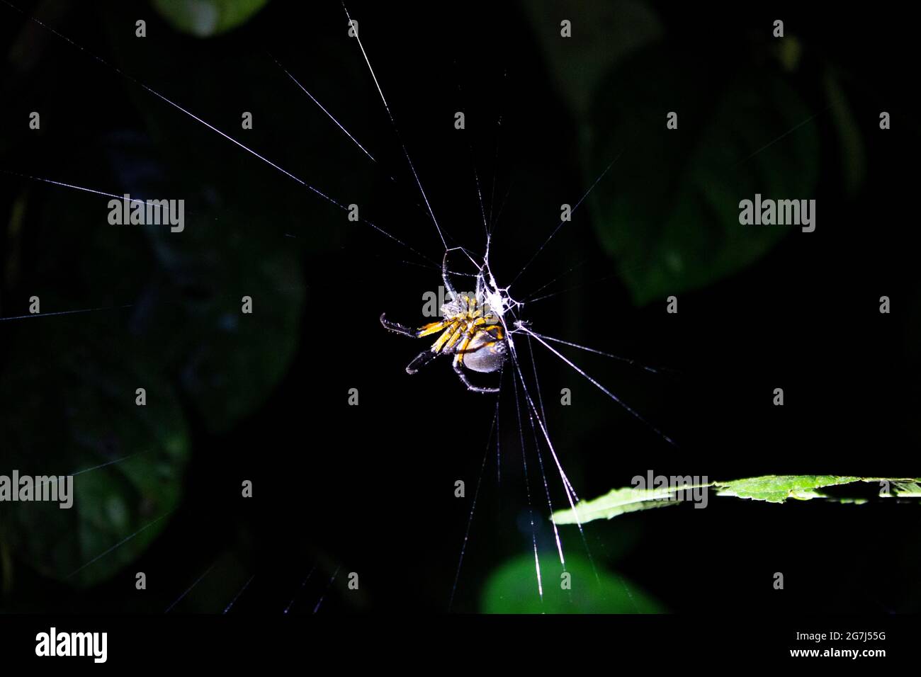 Un ragno su una rete trovato in una giungla costaricana su un'escursione notturna con foglie sullo sfondo Foto Stock