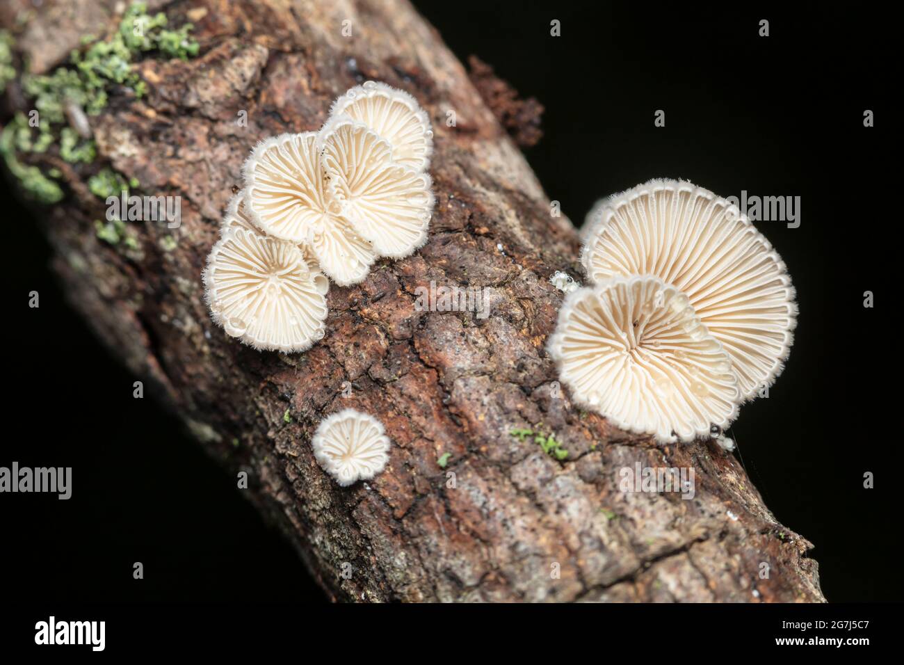 Mushrooms di Splitgill (comune di Schizophyllum) Foto Stock