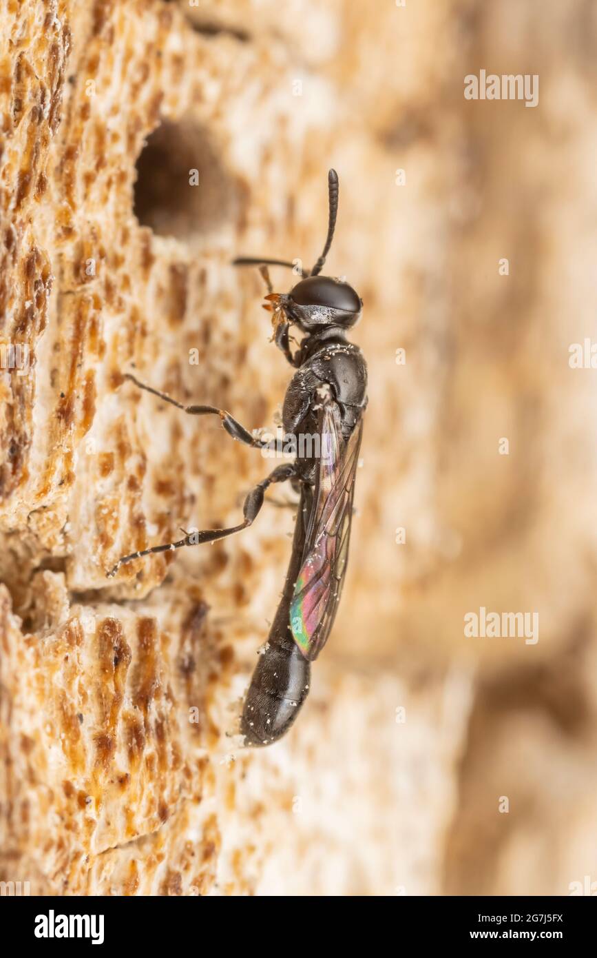 Un Wasp a testa quadrata (Trypoxylon sp.) esamina una cavità sul lato di un albero di quercia morto. Foto Stock