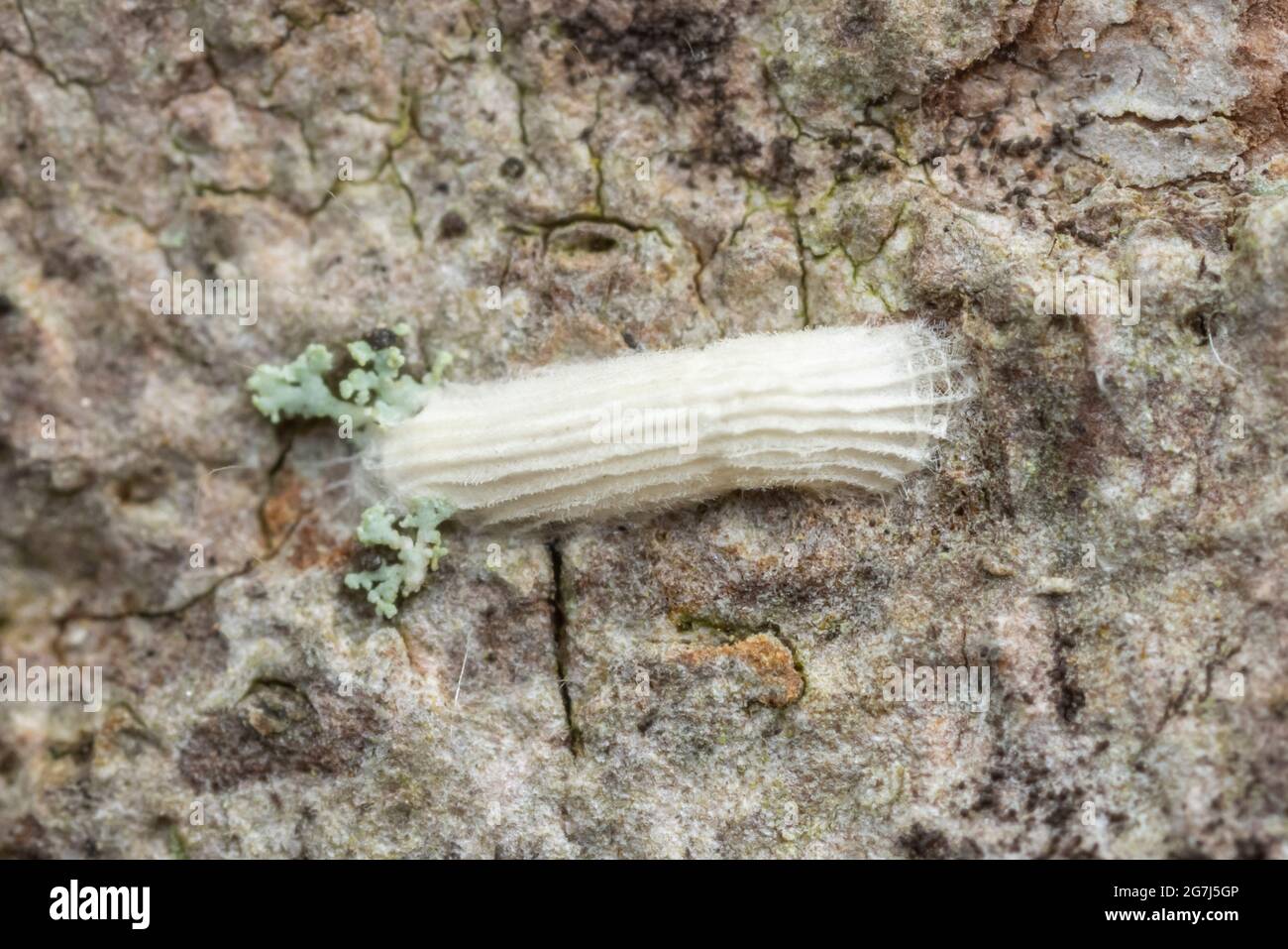 La pupa di una Moth di cocoon a coste (Buculatrix sp.) Foto Stock