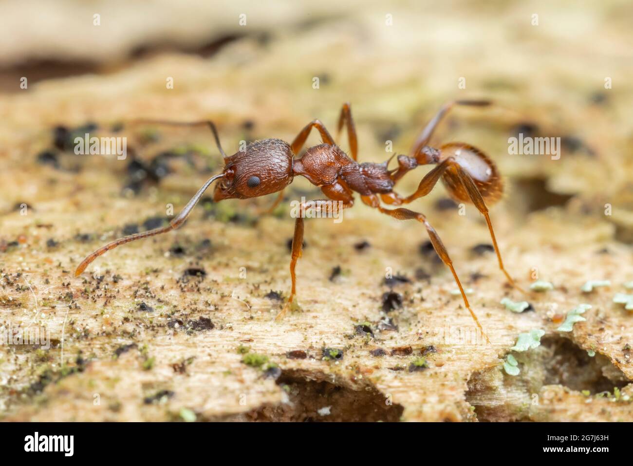 Ant con cintura spinale (Aphaenogaster fulva) Foto Stock