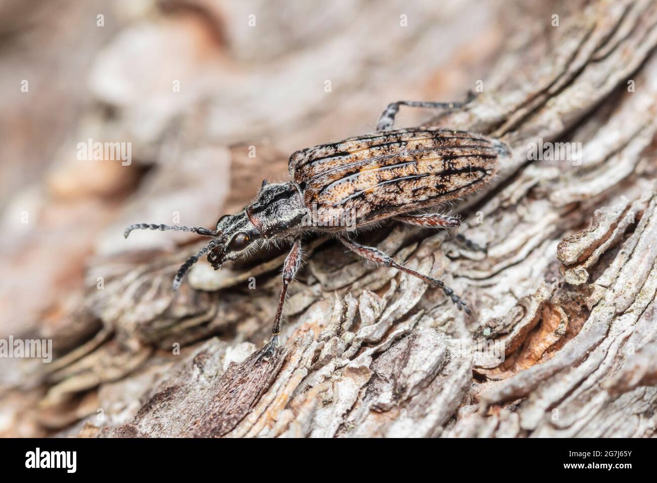 Un marcatore di pino a coste (inquisitore di Rhagium) sul lato di un albero morto di pino bianco orientale (Pinus strobus). Foto Stock