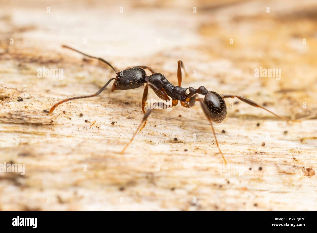 Ant con cintura a dorso (Aphaenogaster picea) Foto Stock
