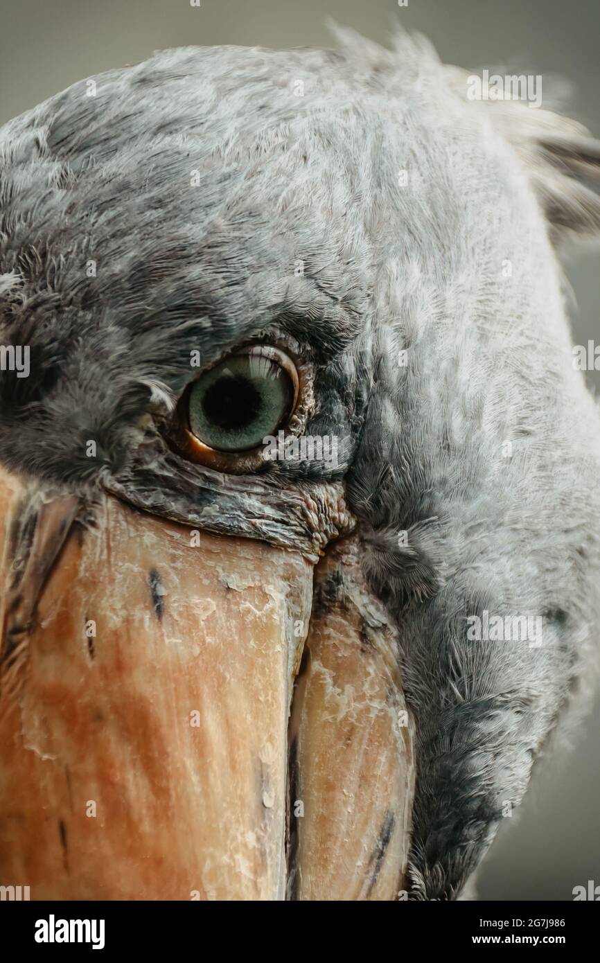 Eye of Shoeble, Balaeniceps rex, conosciuto anche come Whalehead. Grande uccello alto vive in Africa orientale tropicale. Ha enorme, bolletta bulbosa e blu-grigio piuma Foto Stock