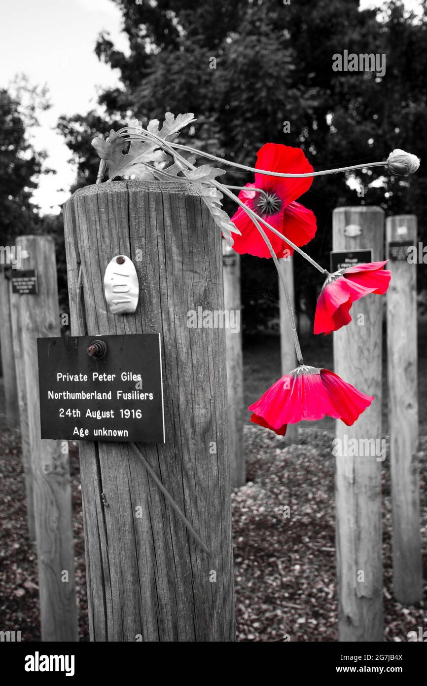 Papaveri da ricordare UN colpo di soldato a Dawn nella prima guerra mondiale al National Arboretum in Alrewas Staffordshire England Foto Stock