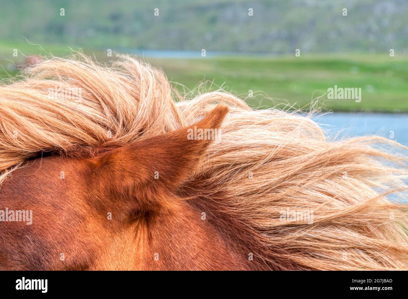 La folta mania di un pony Shetland all'esterno sulla terraferma, Shetland. Foto Stock