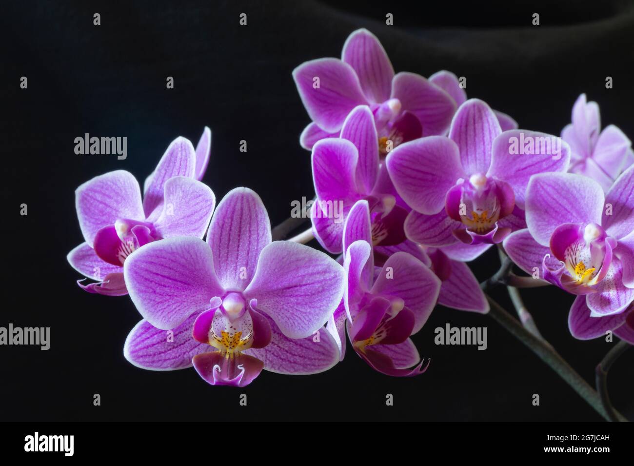 Un ramo con fiori di orchidee su sfondo nero. Splendido sfondo naturale in primavera Foto Stock