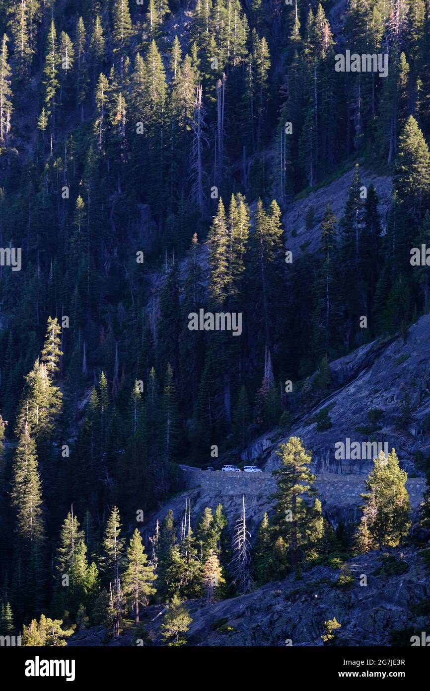 Alberi di pino con luci e ombre Foto Stock