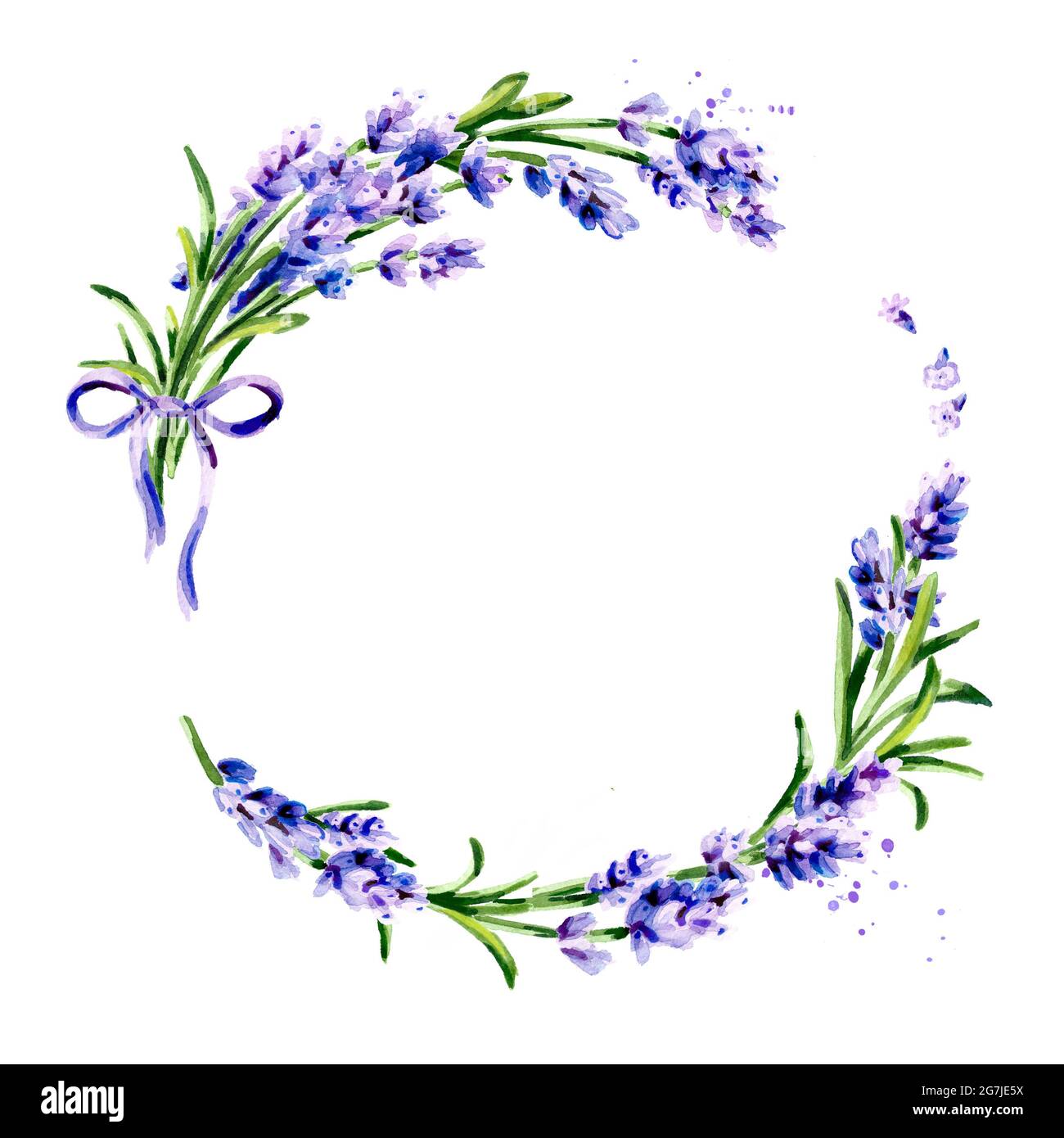Lavanda fiore sfondo rotondo. Immagine isolata disegnata a mano con acquerello Foto Stock