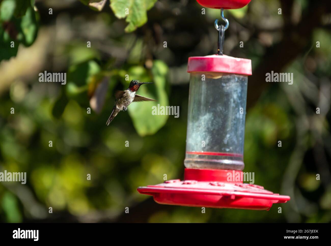 Un uccello gummingbird maschio di colore rubino sta sorvolando con cautela vicino all'alimentatore del nettare nell'effetto di Missouri .Bokeh. Foto Stock