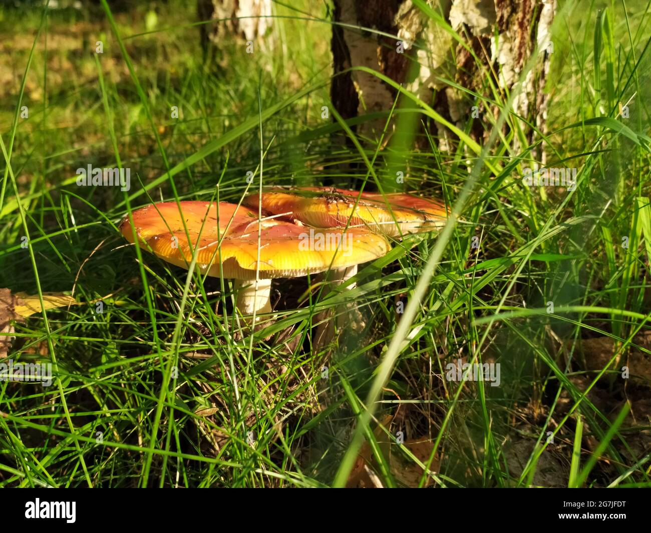 Due mosche agariche nell'erba vicino alla betulla Foto Stock