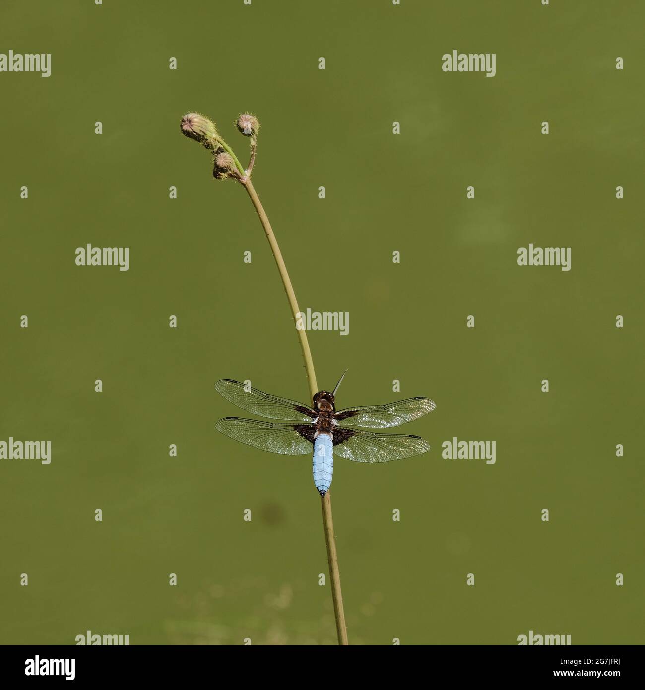 Dragonfly su una lama di erba sullo sfondo di acqua verde fangosa Foto Stock