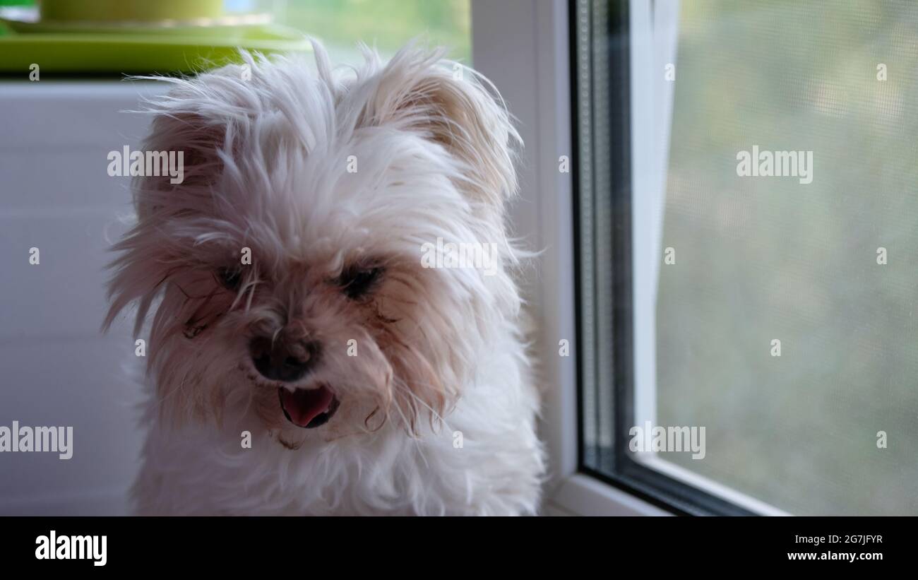 Cane maltese sbadigliato seduto sulla finestra Foto Stock