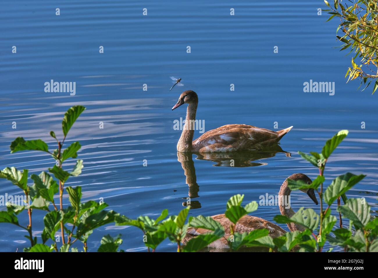 Cigno grigio e libellula su stagno azzurro attraverso foglie verdi di cespugli Foto Stock