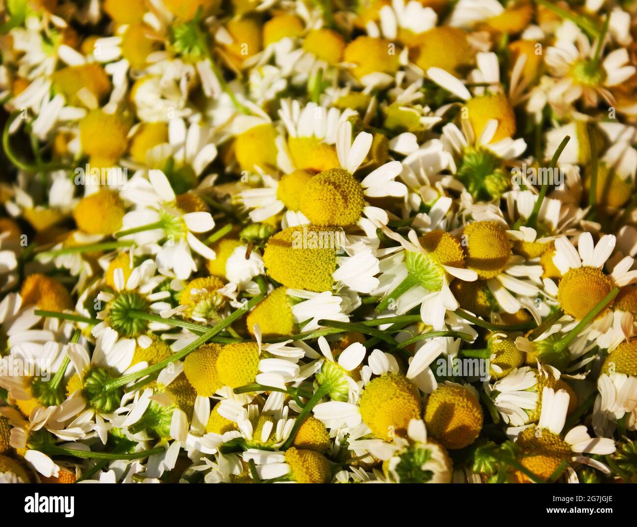 Camomilla, Lat. Matricaria camomilla fiori primo piano Foto Stock